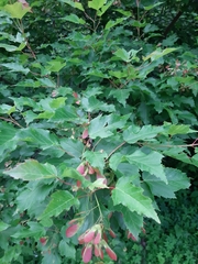 Acer tataricum