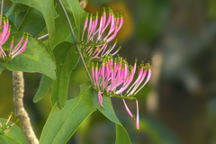 Dendrophthoe falcata