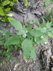 Chenopodium album