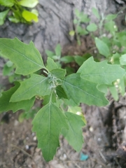 Chenopodium album