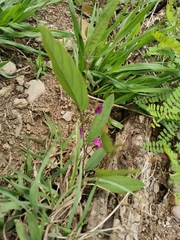 Cologania procumbens