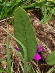 Cologania procumbens