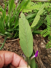 Cologania procumbens