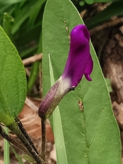 Cologania procumbens