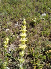 Sideritis catillaris
