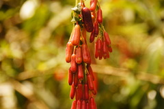 Fuchsia boliviana luxurians