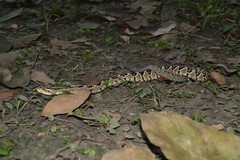Crotalus culminatus