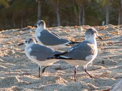 Leucophaeus atricilla