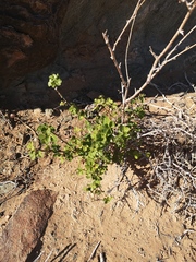 Searsia populifolia