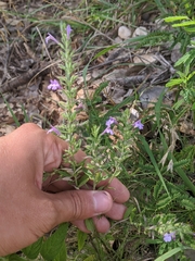 Hedeoma drummondii