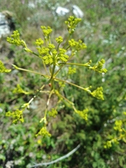 Ferulago galbanifera