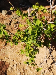 Searsia populifolia