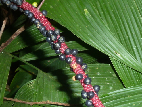 Image of Geonoma cuneata by (c) Eduardo Chacón Madrigal, some rights reserved (CC BY)