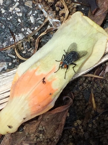 photo of Flesh Flies (Sarcophagidae)