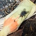 photo of Flesh Flies (Sarcophagidae)