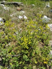 Ferulago galbanifera