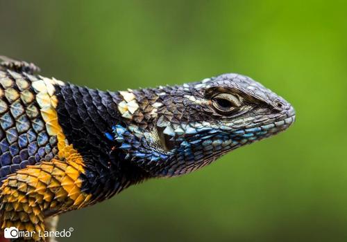 Southern Crevice Spiny Lizard