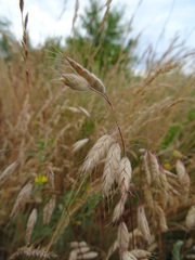 Bromus squarrosus villosus