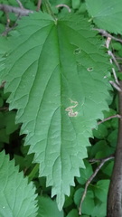 Agromyza pseudoreptans