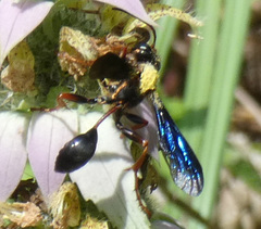 Isodontia exornata