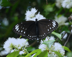 Euploea crameri