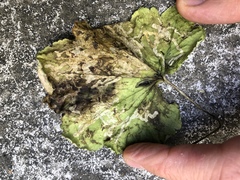 Phytomyza tiarellae