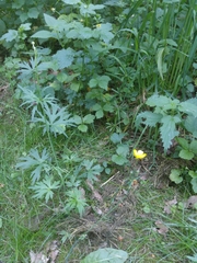 Ranunculus polyanthemos