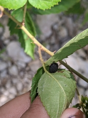 Neochlamisus gibbosus