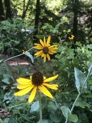 Rudbeckia maxima
