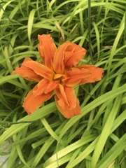 Hemerocallis fulva kwanso