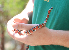 Lampropeltis knoblochi