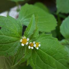 Galinsoga quadriradiata