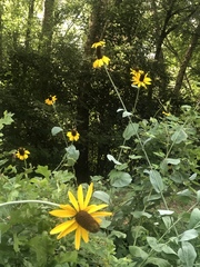 Rudbeckia maxima