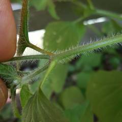 Galinsoga quadriradiata