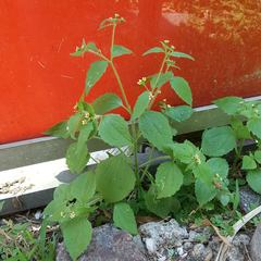 Galinsoga quadriradiata