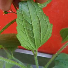 Galinsoga quadriradiata