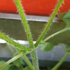 Galinsoga quadriradiata