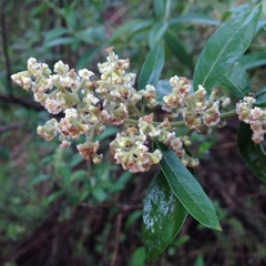 Buddleja parviflora