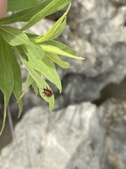 Attelabinae