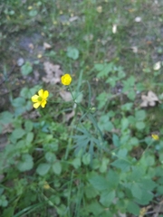 Ranunculus polyanthemos