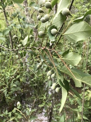 Styrax
