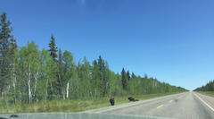Bison bison athabascae