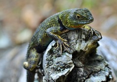 Sceloporus formosus