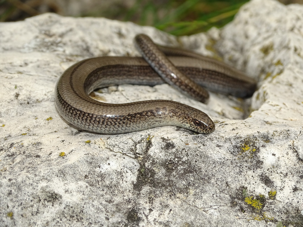 Italian Slow Worm
