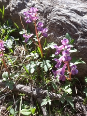 Corydalis diphylla