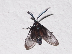 Zama nigrigemma