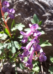 Corydalis diphylla