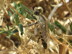 Dasypogon gougeleti