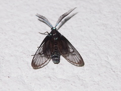 Zama nigrigemma