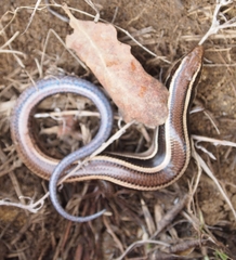 Plestiodon skiltonianus skiltonianus